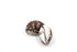 tiger cowrie shells